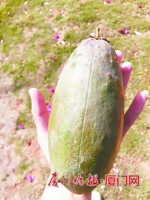 ■美丽异木棉的果实形似手雷。